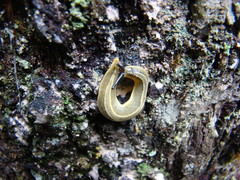 Vaginulus taunaisii