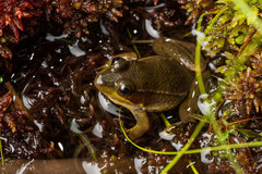 Lithobates okaloosae