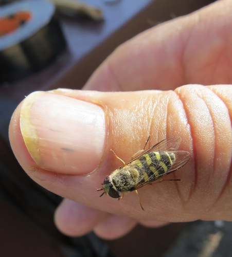 Common Loopwing Aphideater photo 5