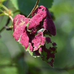 Acalitus longisetosus