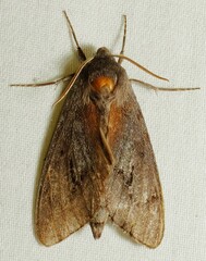 Lapara coniferarum