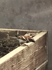 Passer domesticus
