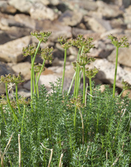 Cymopterus hendersonii