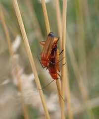 Rhagonycha fulva