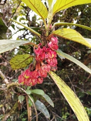 Glossoloma ichthyoderma