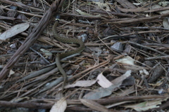 Natrix astreptophora