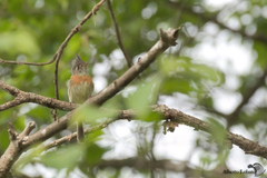 Xenotriccus callizonus