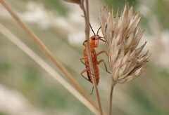 Rhagonycha fulva