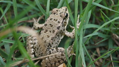 Pelophylax ridibundus