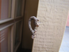 Geometridae