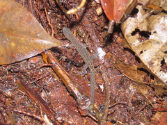 Lepidoblepharis heyerorum