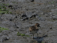 Calidris minutilla