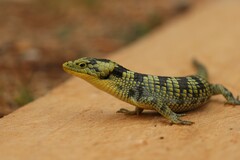 Abronia taeniata