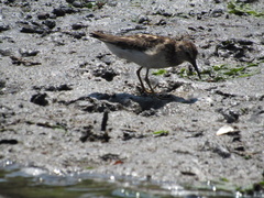 Calidris minutilla