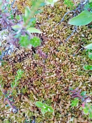 Sphagnum austinii