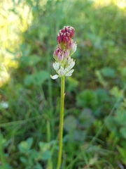 Triantha occidentalis