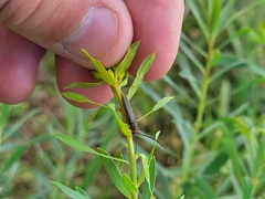 Oberea erythrocephala