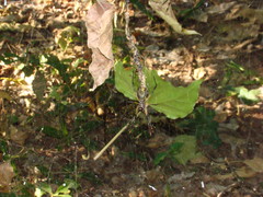 Trichonephila sexpunctata