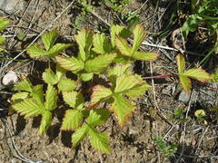 Rubus arcticus