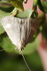 Udea alpinalis