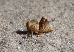 Abisares viridipennis