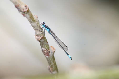 Blue-tailed Damselfly