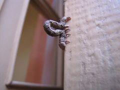 Geometridae