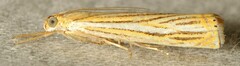Crambus multilinellus