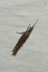 Ypsolopha horridella