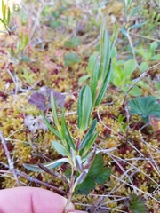 Kalmia microphylla