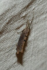 Ypsolopha horridella