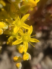 Sedum debile