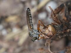 Neomochtherus pallipes