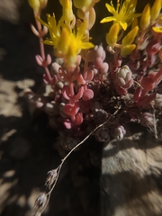 Sedum debile