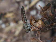 Neomochtherus pallipes