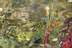 Ischnura intermedia