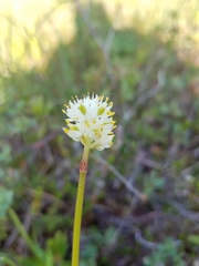 Triantha glutinosa