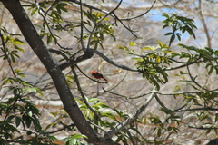 Cardinalis cardinalis mariae