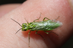 Rhogogaster punctulata