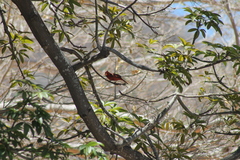 Cardinalis cardinalis mariae