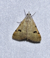 Hemeroplanis historialis