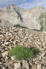 Cymopterus hendersonii