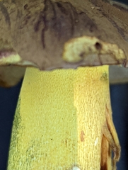 Butyriboletus brunneus