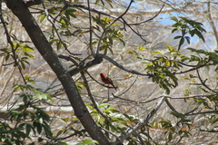Cardinalis cardinalis mariae
