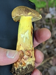 Butyriboletus brunneus