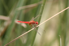 Crocothemis erythraea