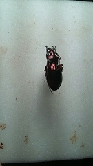 Carabus auronitens festivus