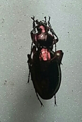 Carabus auronitens festivus