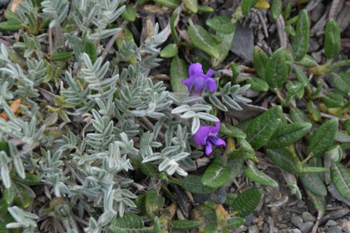 Image of Oxytropis nigrescens by (c) Syd Cannings, some rights reserved (CC BY)