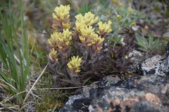 Castilleja hyperborea
